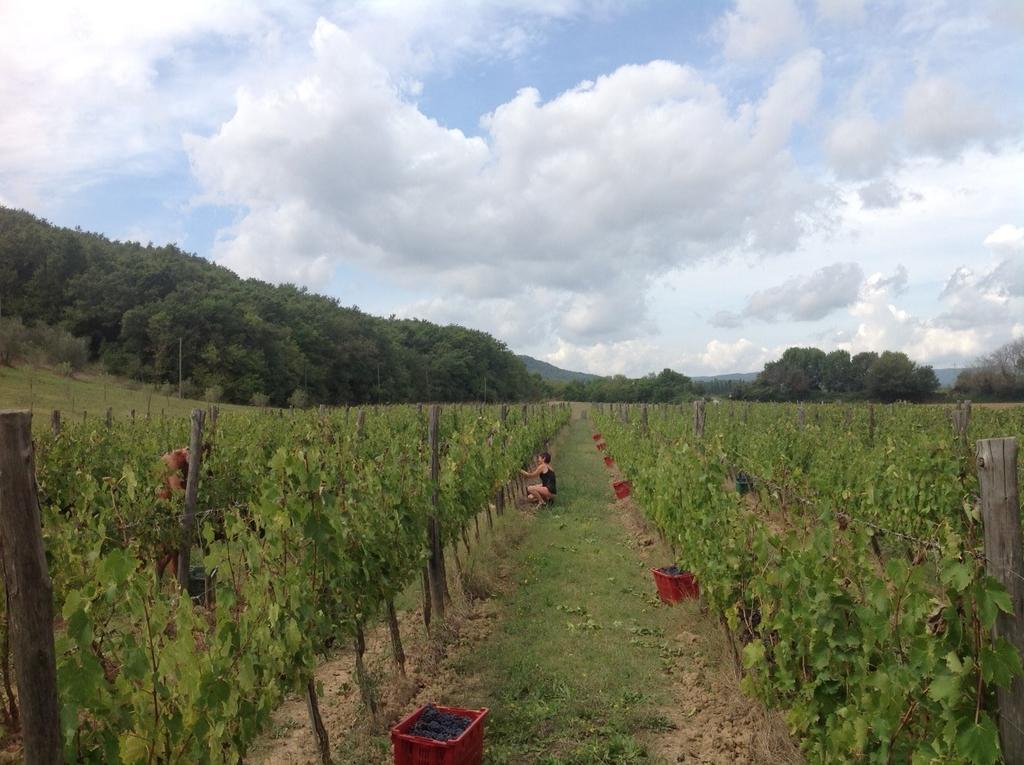 Agriturismo Podere Mulinaccio Ribolla المظهر الخارجي الصورة